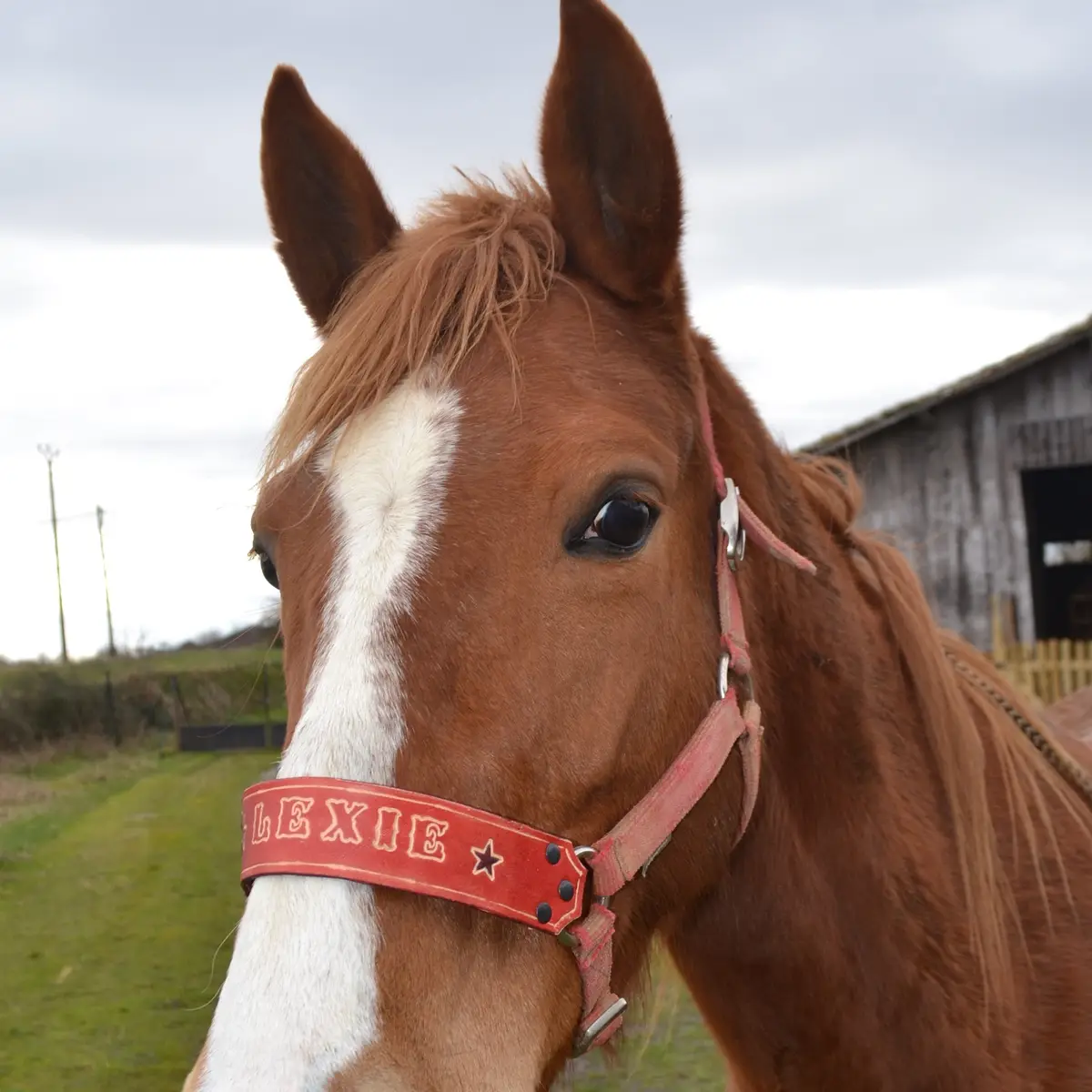 Noseband