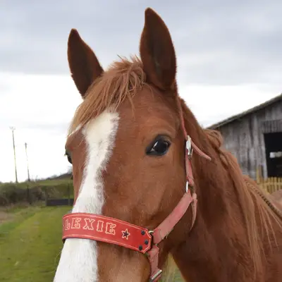 Noseband 1