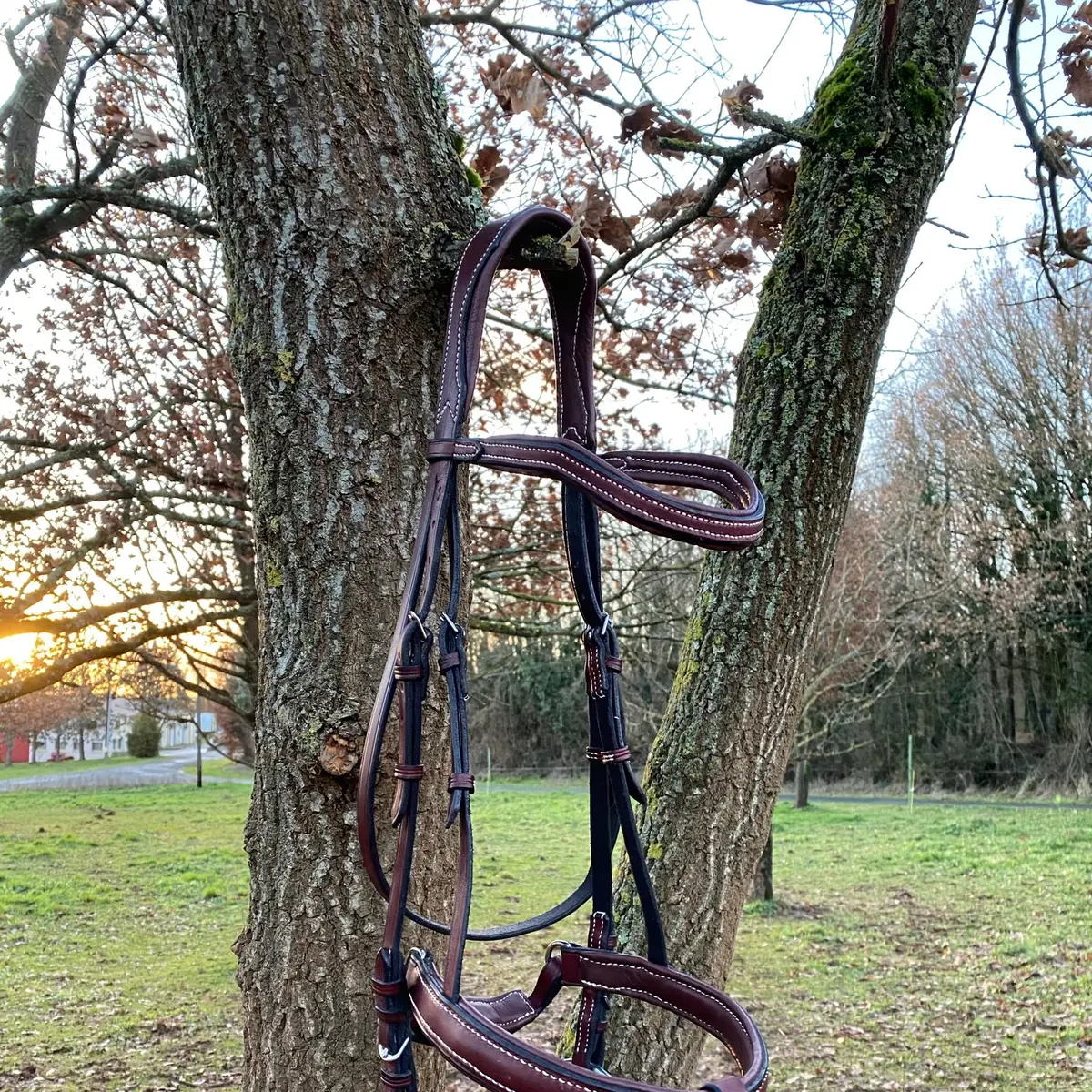 Showjumping bridle 2