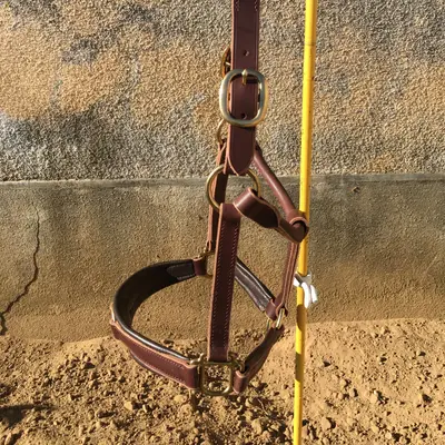 Halter for greenguard muzzle 2