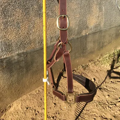 Halter for greenguard muzzle 3