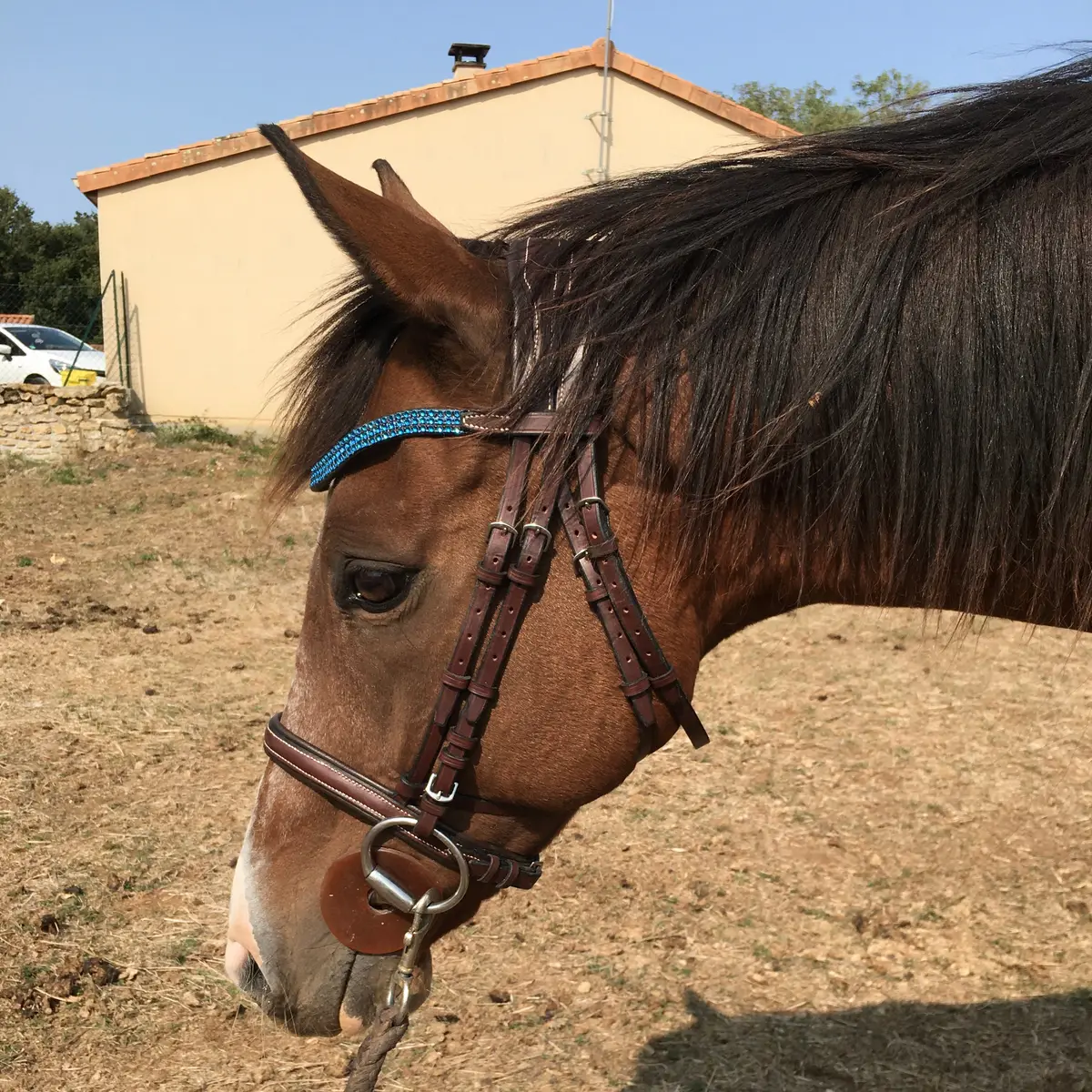 Touch snaffle bridle