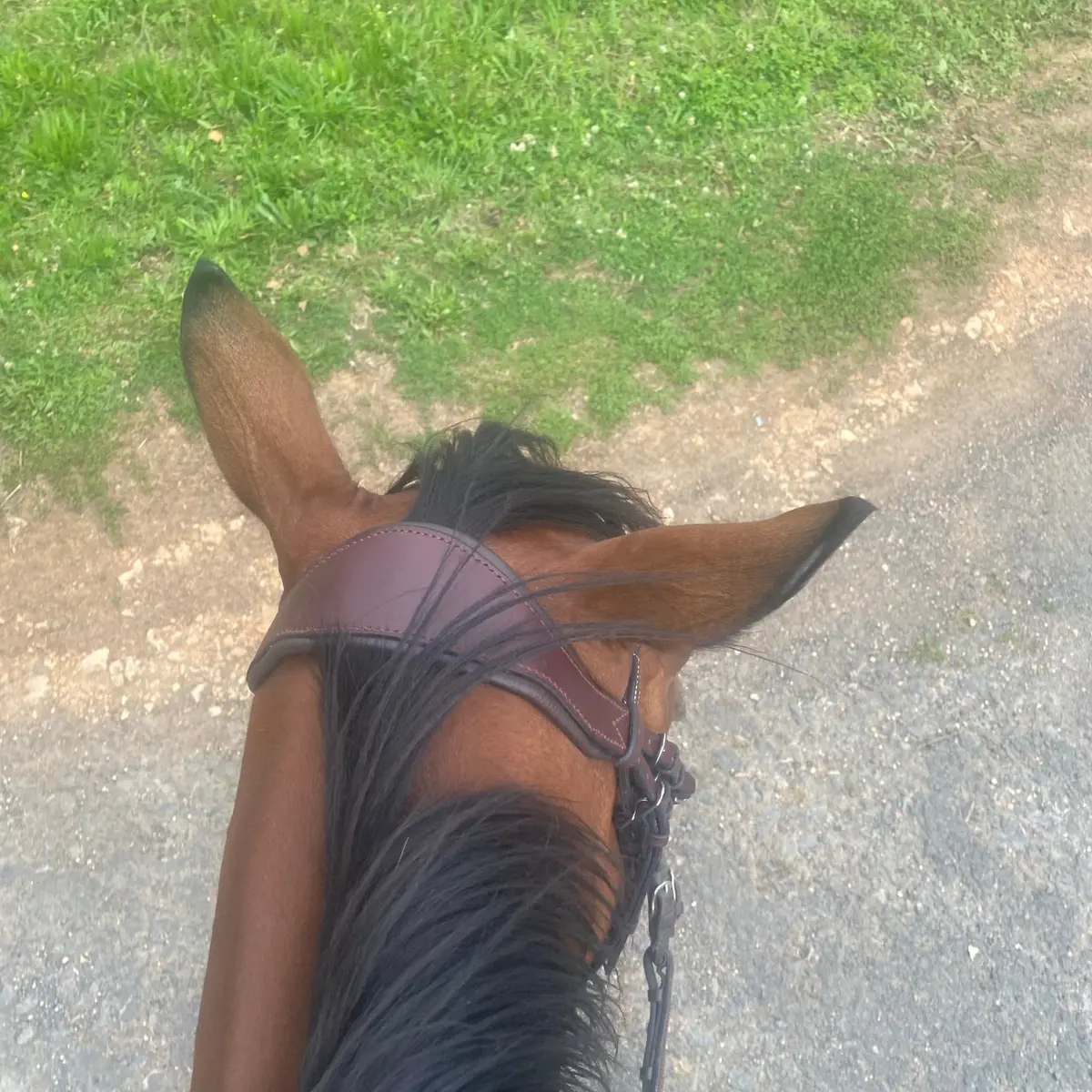Touch snaffle bridle 4