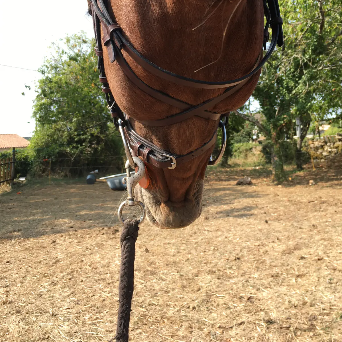 Touch snaffle bridle 3