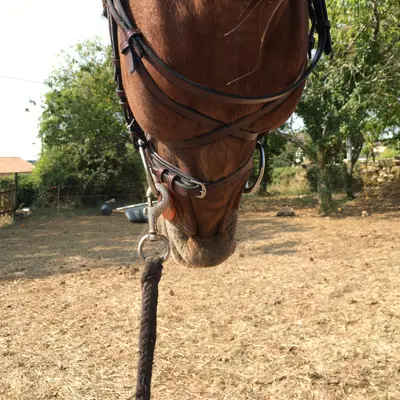 Touch snaffle bridle 3