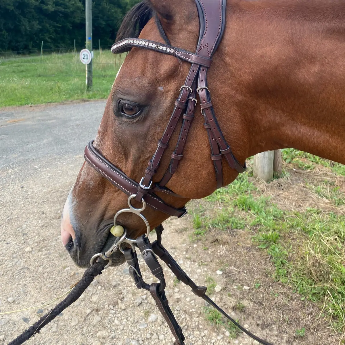 Touch snaffle bridle 2