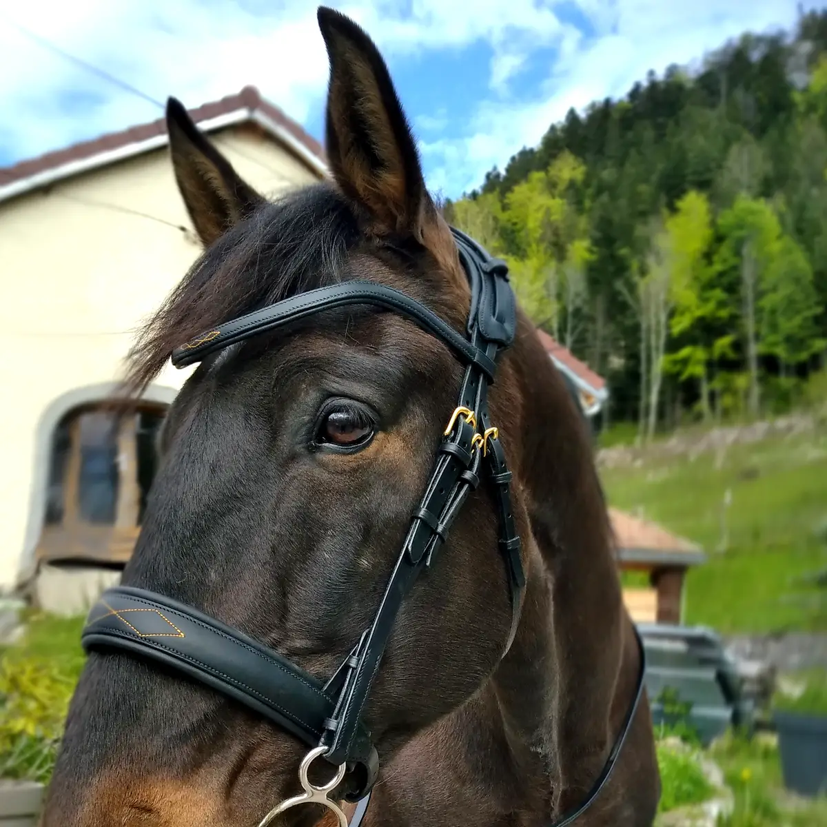 Skapa Kigna snaffle bridle 2