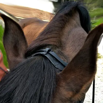 Skapa Kigna snaffle bridle 5