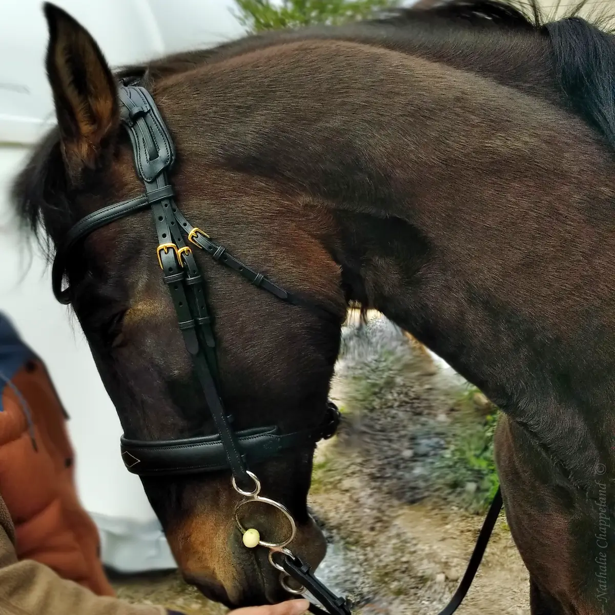 Skapa Kigna snaffle bridle 6