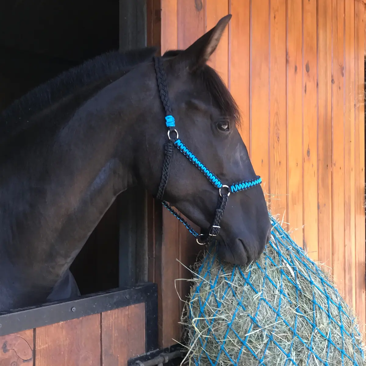 Flat halter 2