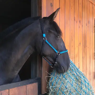 Flat halter 2