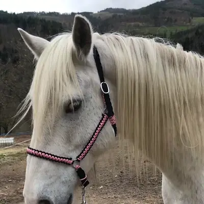 Flat halter 3
