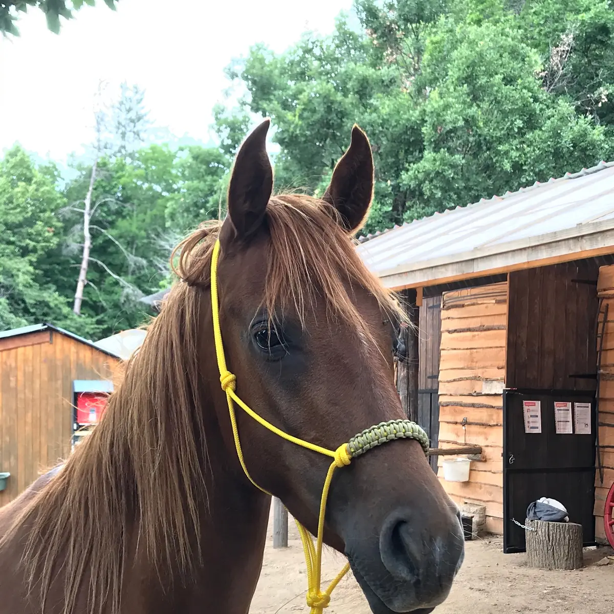 Natural horsemanship halter with braided noseband 3
