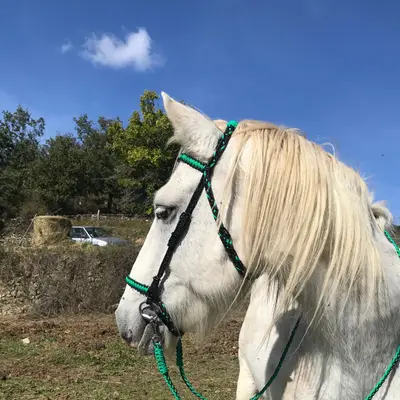 Snaffle bridle with decorative knot 2