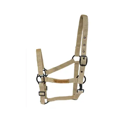 Achille halter 1