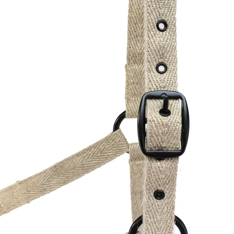 Achille halter 2