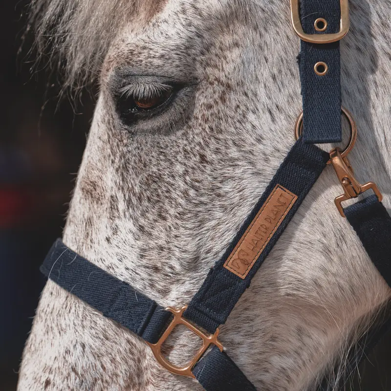 Florestan halter 4