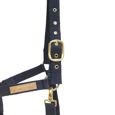 Florestan halter 2