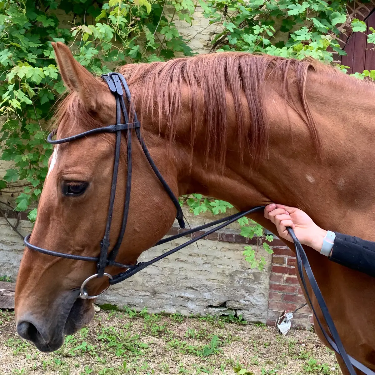 Hand round-stitched snaffle bridle 2