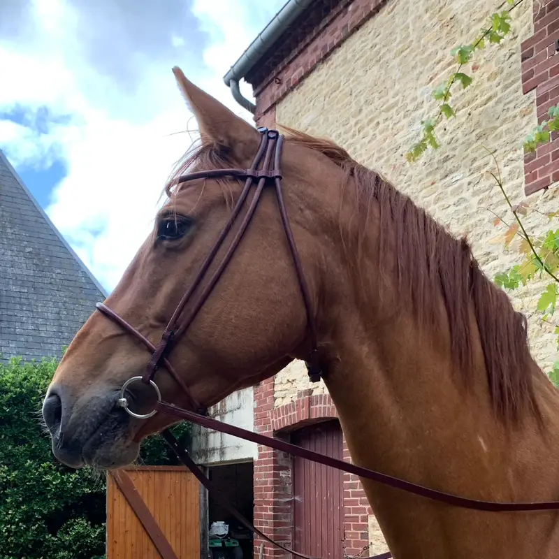 Hand round-stitched snaffle bridle