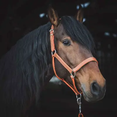 Full grain vegetable-tanned leather halter 2