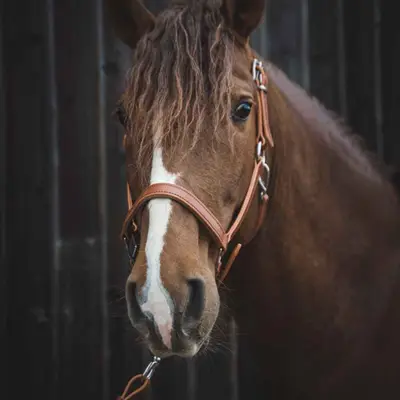 Full grain vegetable-tanned leather halter 3
