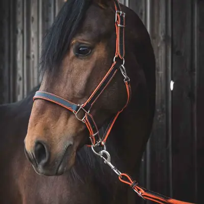 Full grain vegetable-tanned leather halter 4