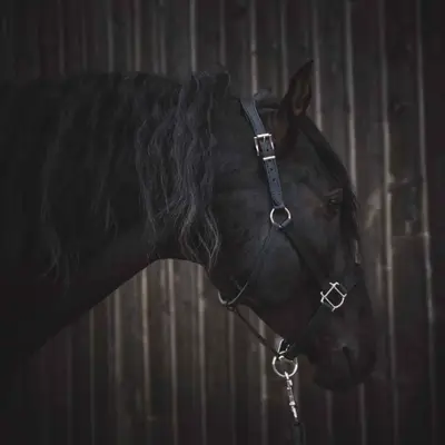 Full grain vegetable-tanned leather halter 5