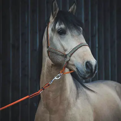 Webbing halter with braid trim 1