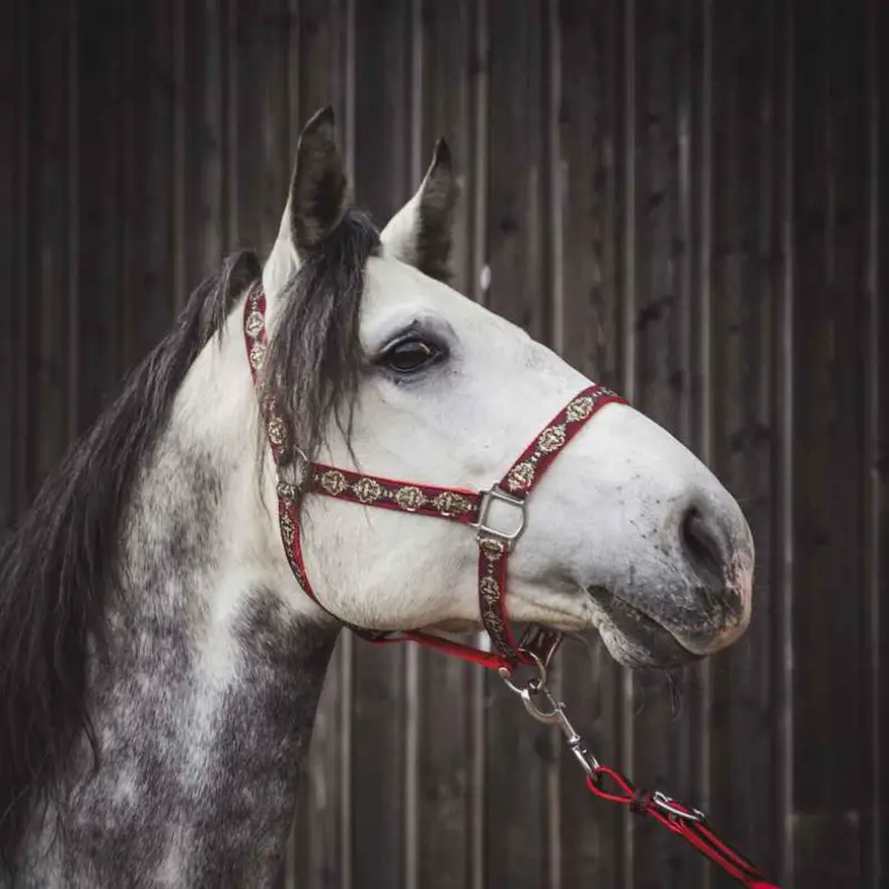 Webbing halter with braid trim 2