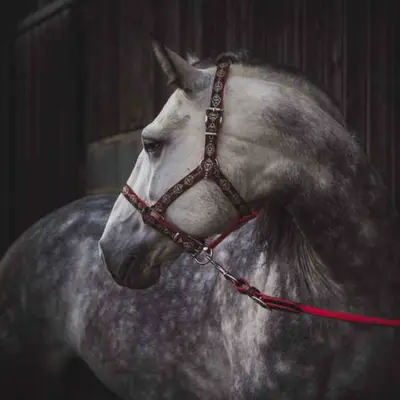 Webbing halter with braid trim 3