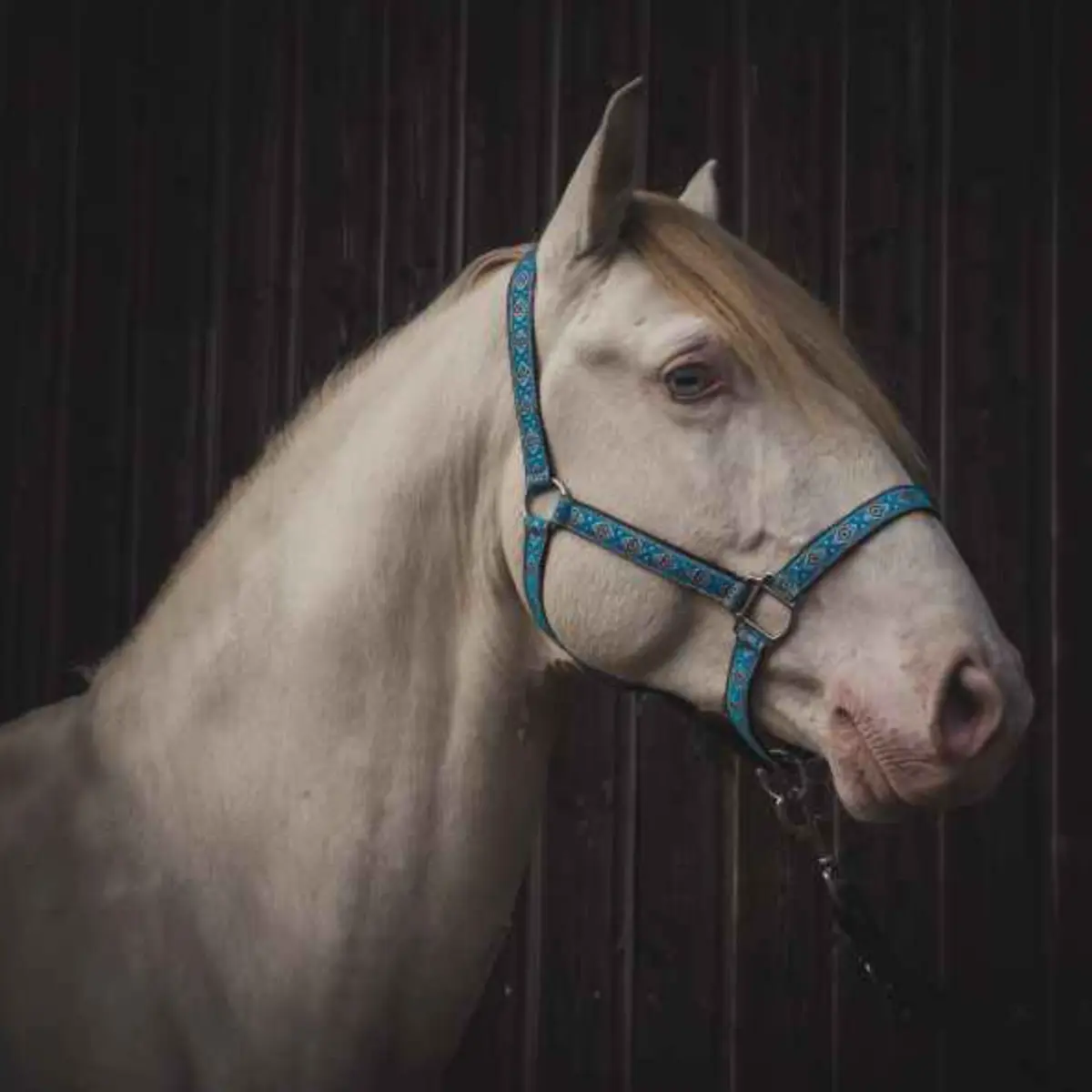 Webbing halter with braid trim 6