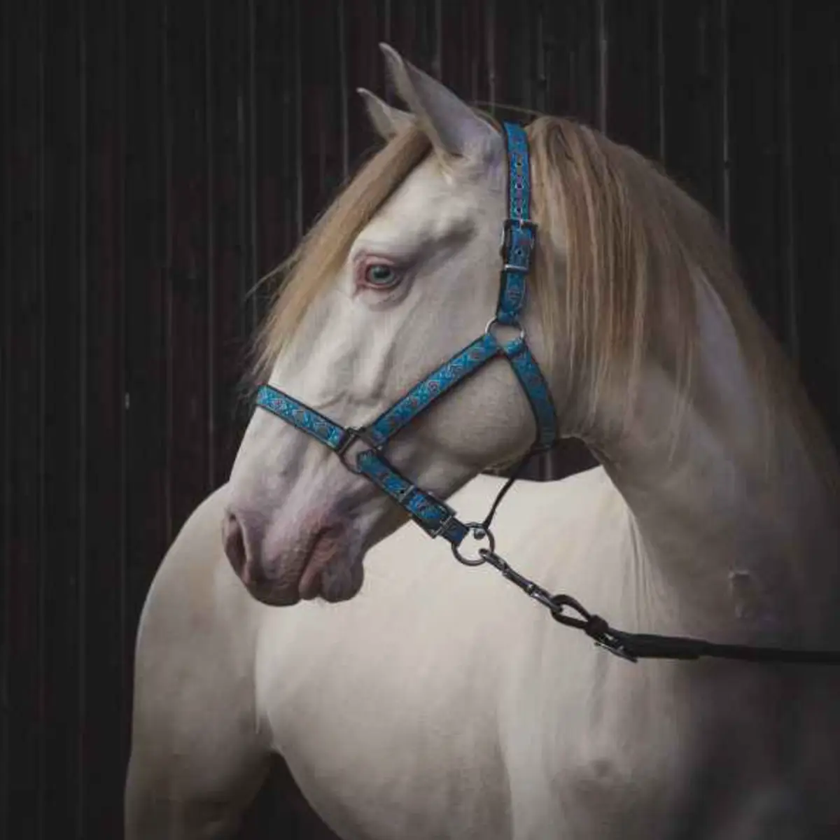 Webbing halter with braid trim 7