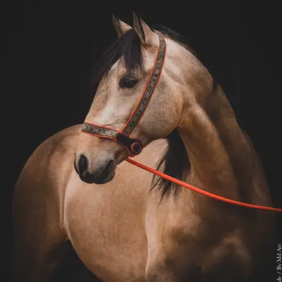 Presentation halter 1
