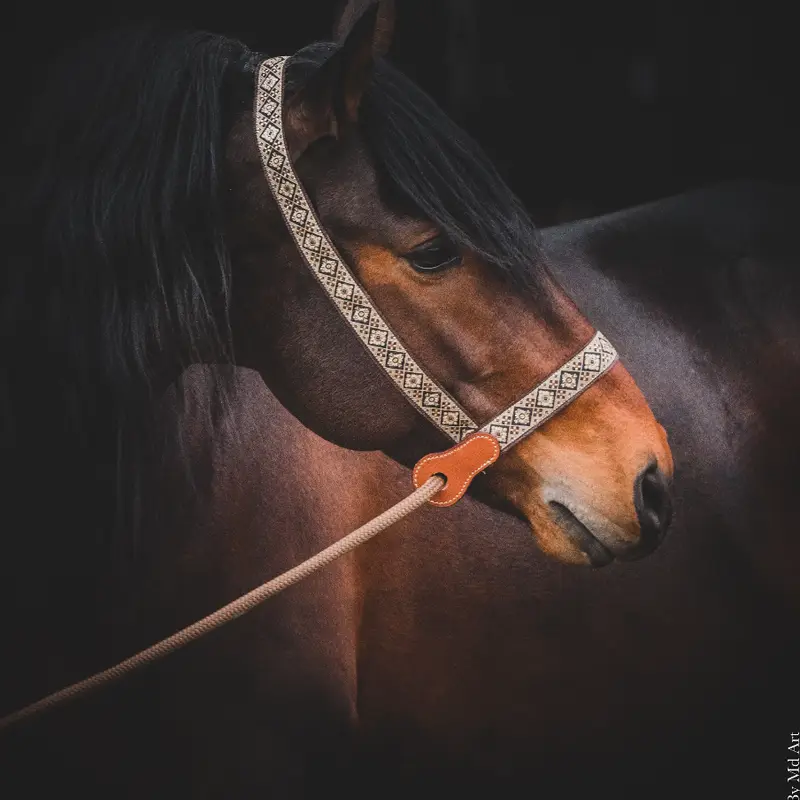 Presentation halter 3