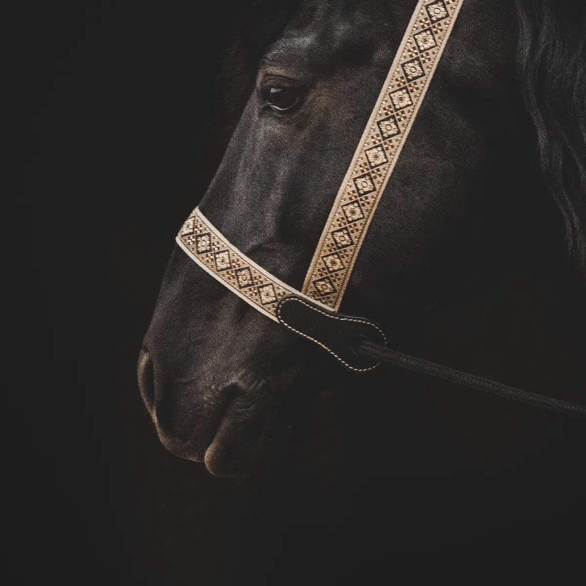 Presentation halter 4