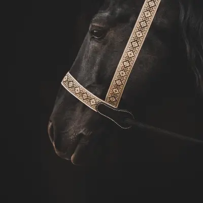 Presentation halter 4