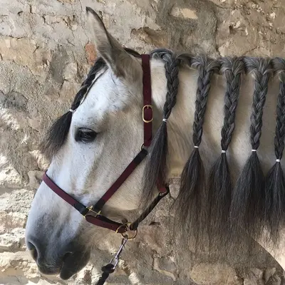 Two-tone stable halter 2