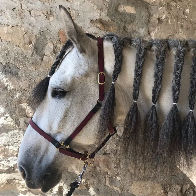 Two-tone stable halter 2