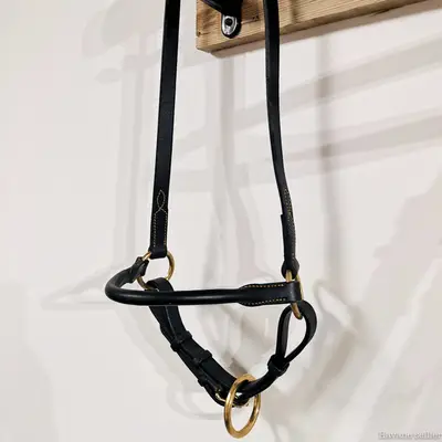 Horse 1