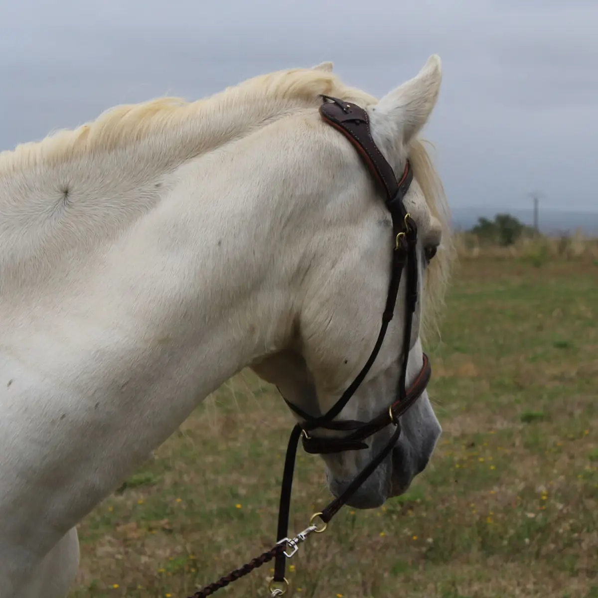 Bridon bitless "Liberty" 4