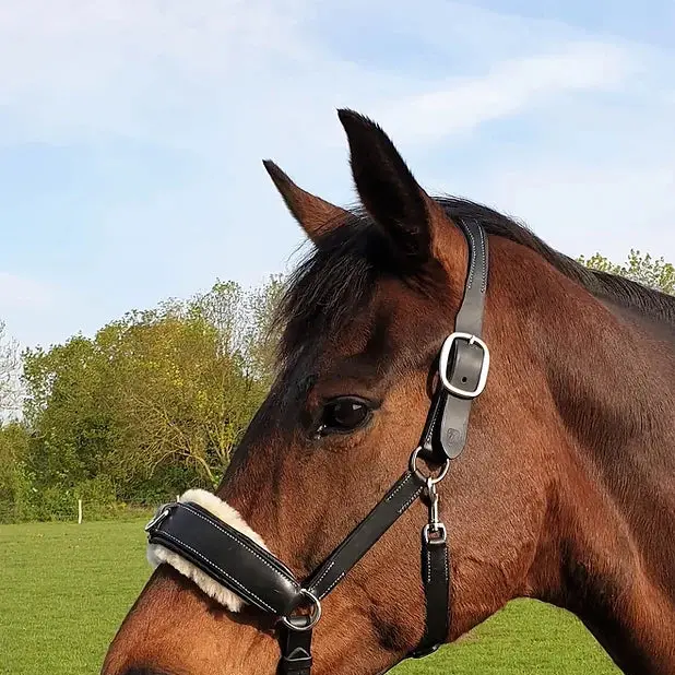 Zoom cavesson halter 1