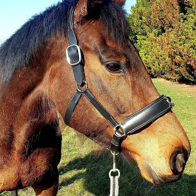 Zoom cavesson halter 2