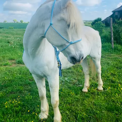 Hand-tied rope halter 2