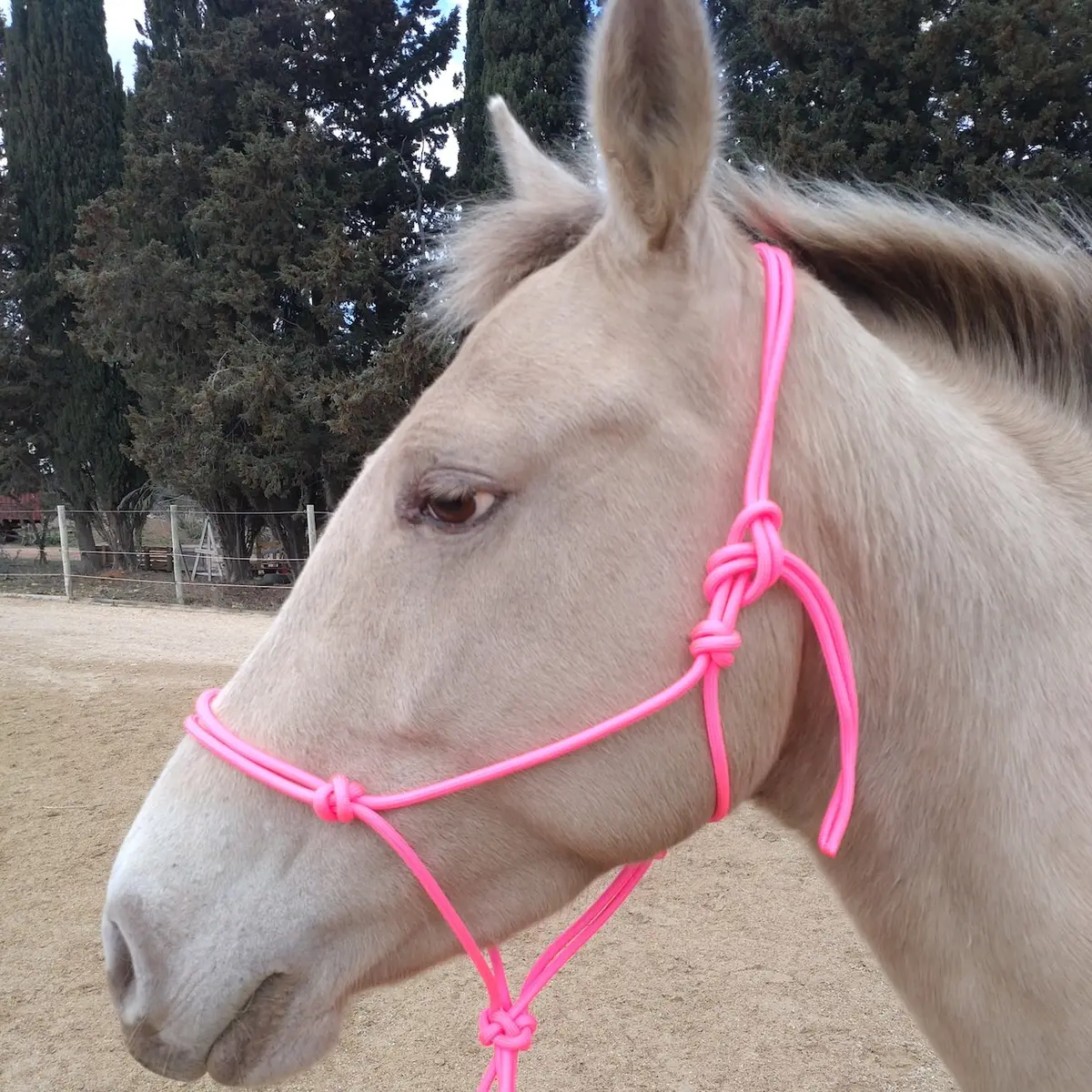 Ethological Halter Dalia