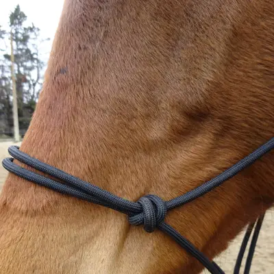Ethological Halter Dalia 3