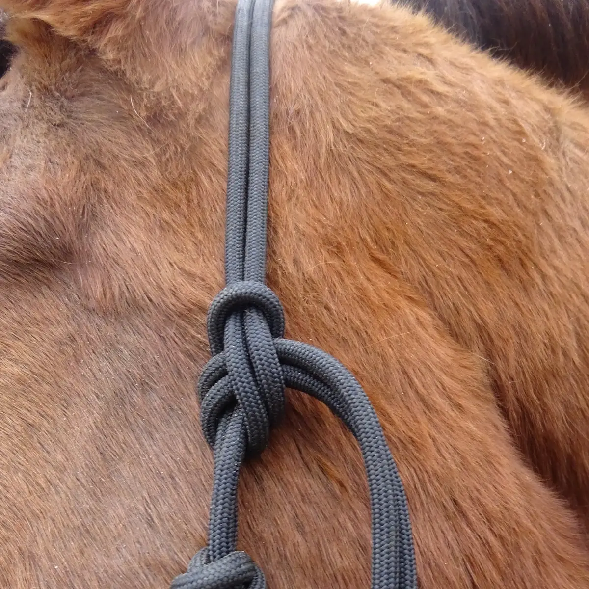 Ethological Halter Dalia 4