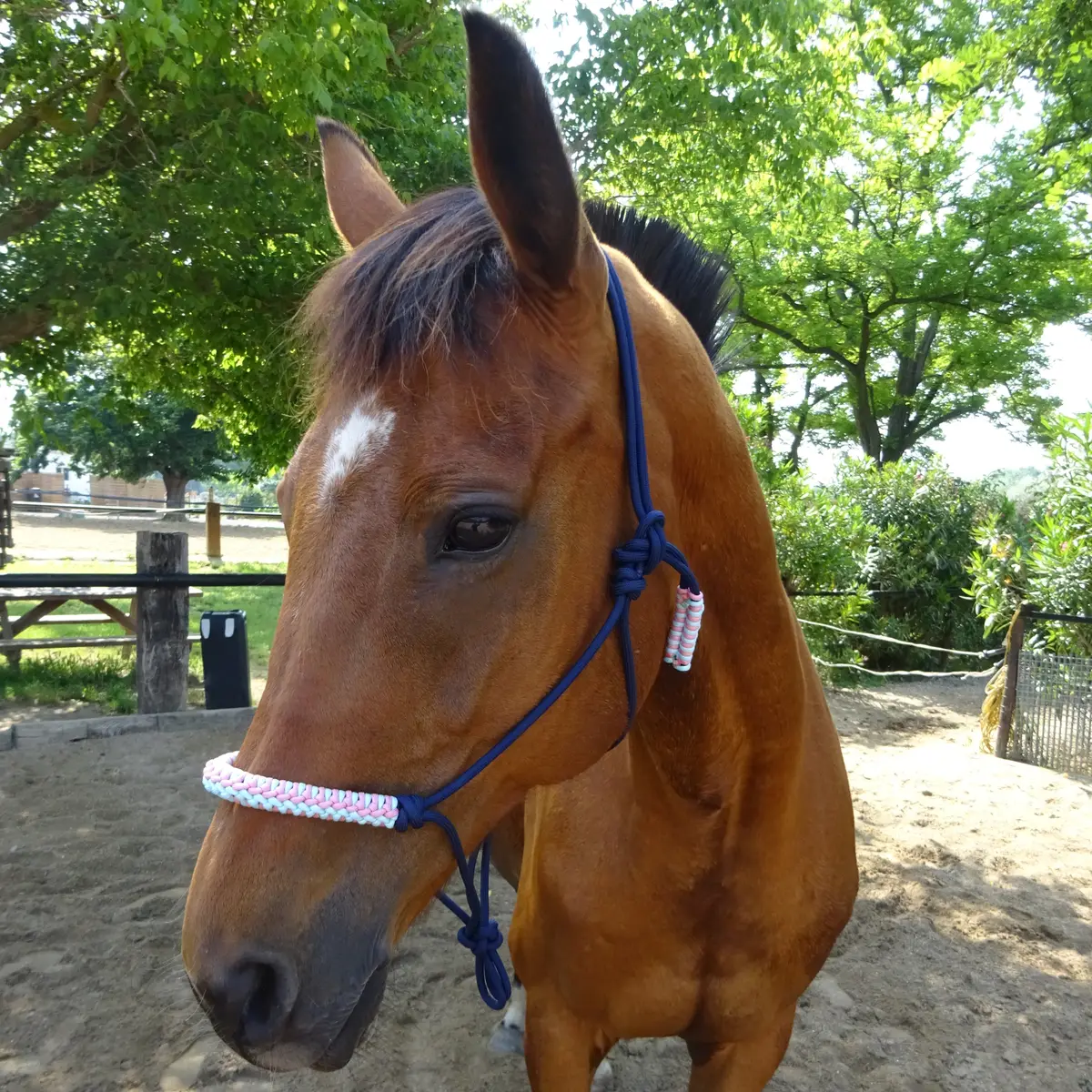 Halter Jonquille