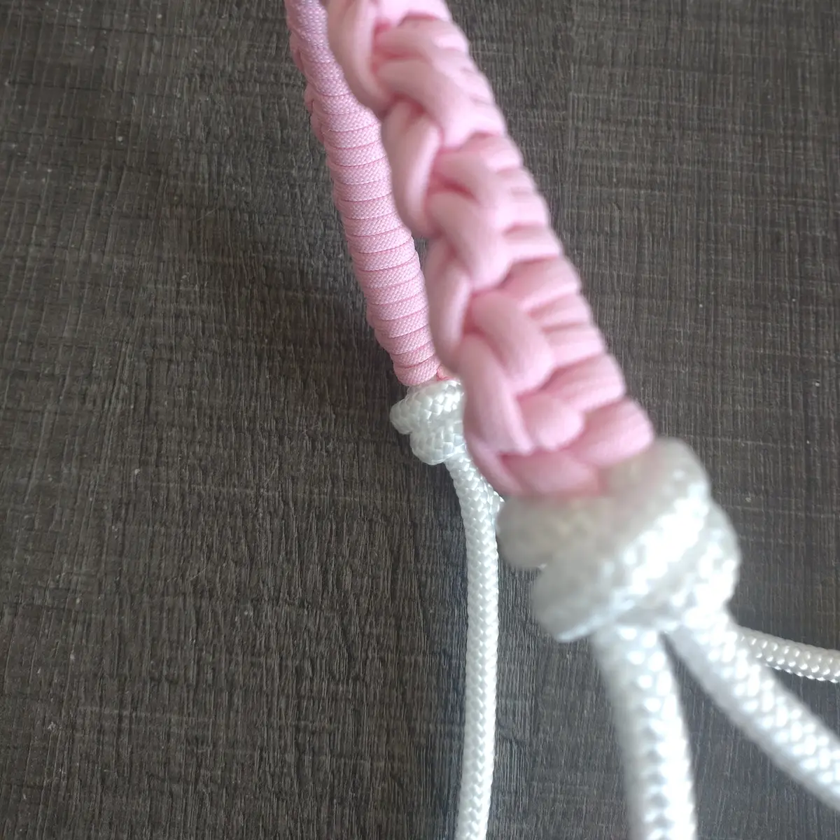 Halter Prim' 3