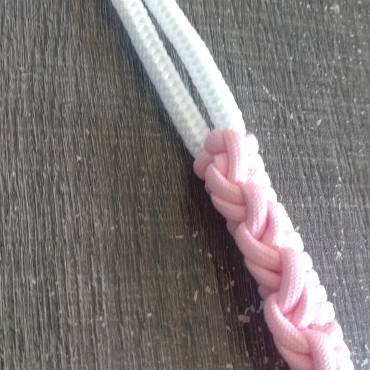 Halter Prim' 5